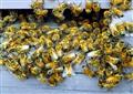 Bees survival: ban more pesticides?