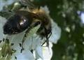 Bees “restored to health” in Italy after this spring’s neonicotinoid-free maize sowing