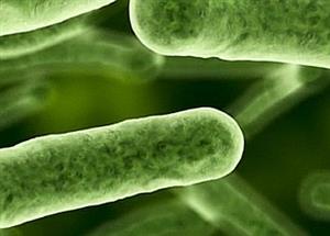 Breaking the vicious cycle of antibiotic resistant bacteria