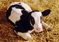 Cow fertility – not so black and white