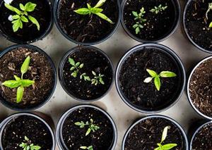 Bio-based alternatives to plastic plant pots