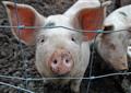 Pig plague threatens Europe