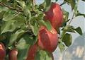 The apple’s genome map guides cultivation towards sustainability